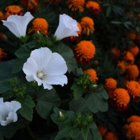 цветы :: Ирина Киямова