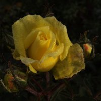 жёлтая роза :: svetlana 