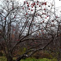 Яблоня в ноябрьском саду :: PAR 