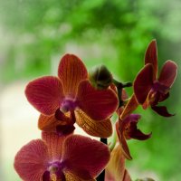 Орхидея :: Фарит 