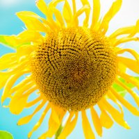 Sunflower :: Наталия Ботвиньева