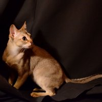 Мой кот - модель! :: Анастасия Бурдина