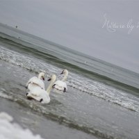 Лебеди на балтике, Таллин :: Юлия Глазунова