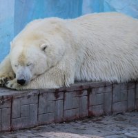 Спят усталые медведи.. :: Ирина Буланова