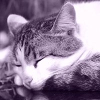 Sleepy Kitty) :: oxana 
