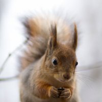 squirrel :: Станислав Орлов