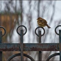 Нахохлился... :: Алёна Михеева