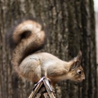squirrel :: Станислав Орлов