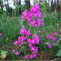 Цветочек в лесу. :: Антонина Гугаева
