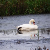 Лебедь на болотце. :: Антонина Гугаева