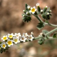 08.05.10 Heliotropium hirsutissimum, гелиотроп сильноволосатый, Латрун :: Борис Ржевский