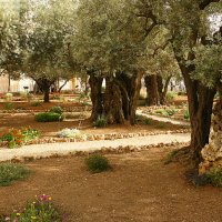 Израиль, Гефсиманский сад :: Татьяна 