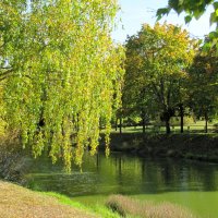 Зелёная вода... :: Татьяна Гнездилова