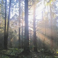 солнце в чаще :: РозаВетроф 