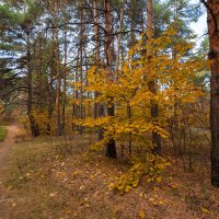 Осенний день :: Александр Синдерёв