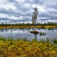 Болота Ельня :: Виктор Журбенков