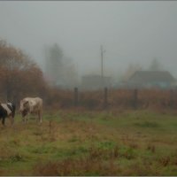 УТРО ... :: Владимир Железнов