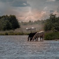 на водопое :: Владимир Зеленцов