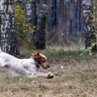 *** :: Владимир Безбородов