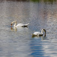 Лебеди на воде :: Александр Синдерёв