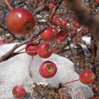 Осень в Сибири :: Наталия Григорьева