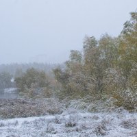 Снегопад. :: Владимир Безбородов