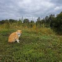 Рыжий :: Александр Синдерёв