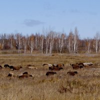 На осеннем выпасе.(1) :: сергей 