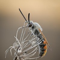 Campsomeriella thoracica. :: Александр Григорьев