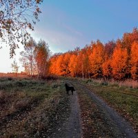 Выхожу один я на дорогу ... ) ...  в свете утренней зари! :: Елена Хайдукова  ( Elena Fly )