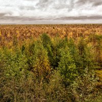 Болото Ельня :: Виктор Журбенков