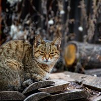 Воробышек :: Людмила Баймухаметова