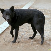 Товарищ, возьми меня с собой, я хороший!... :: Андрей Заломленков