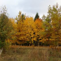 В осеннем парке :: Елена Кирьянова