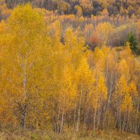 Палитра октября... :: Владимир Жданов