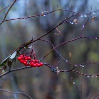 Осенние дожди. :: Ольга 