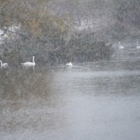 Снегопад. :: Владимир Безбородов