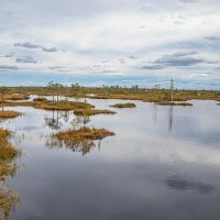 осень на болоте Ельня :: Александр Есликов