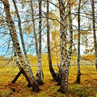 Красавицы берёзки на краю скошенного поля. :: Восковых Анна Васильевна 