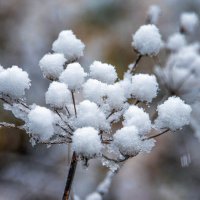 "Эскимо". :: Владимир Безбородов