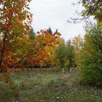 В осеннем парке :: Елена Кирьянова