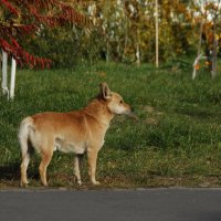 Маскировка под Лиса :: Елена Пономарева