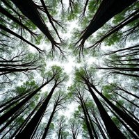 Crown Shyness :: MAHMOOD • iNKSTECHSHUB PHOTOGRAPHY ÉmerveillerDesignLab