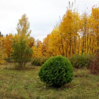 В осеннем парке :: Елена Кирьянова