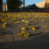 Осенний ковер :: Елена Пономарева