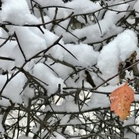 Первый снег :: Любовь 