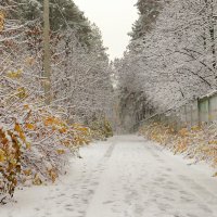 Заснеженная дорога :: Андрей Снегерёв