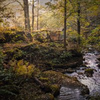 Autumn In Kapnistavi Jungles :: Fuseboy 