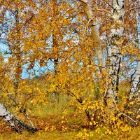 Вот они мои красавицы берёзки. :: Восковых Анна Васильевна 