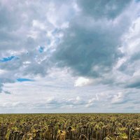 Подсолнухи,склонились... :: Георгиевич 